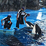 名古屋港水族館 シャチと飼育員